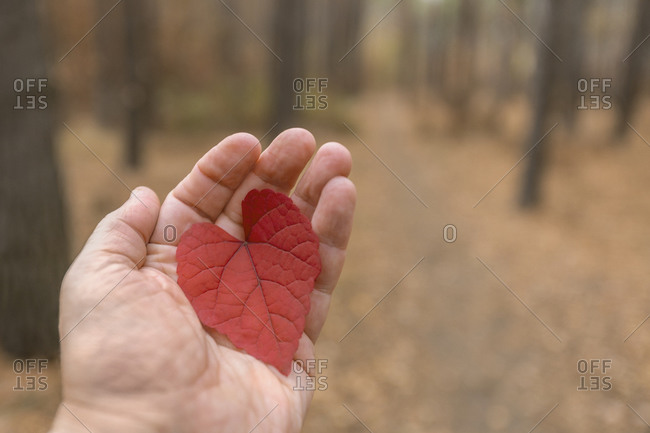 POV Hand holding red heart shape autumn leaf in woods