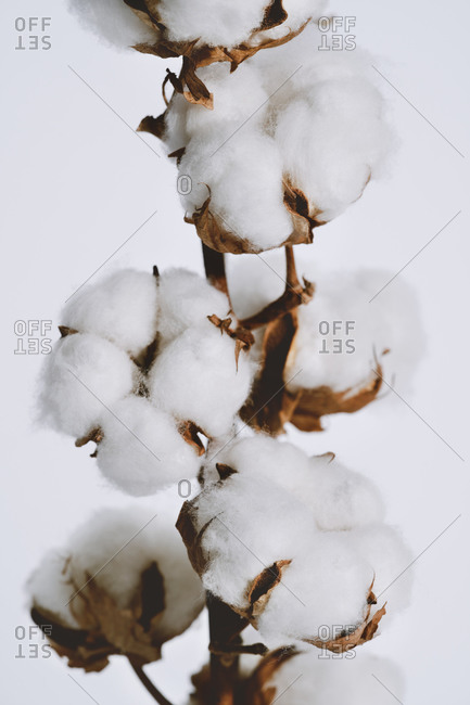 Close up fluffy cotton bolls growing on plant branch
