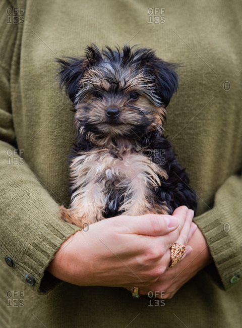 Close up of the hands of a woman holding a cute morkie puppy.