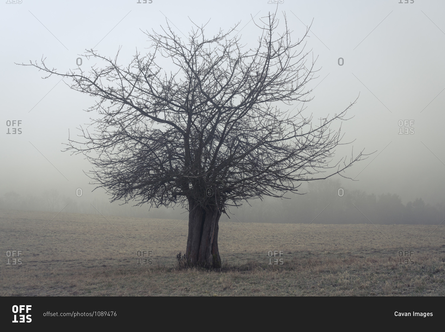 Lone bare tree on field against sky in foggy weather, Vysoka Lipa, Bohemian Switzerland National Park, Czech Republic