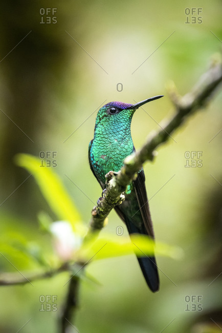 Beautiful colorful green and purple tropical hummingbird on tree
