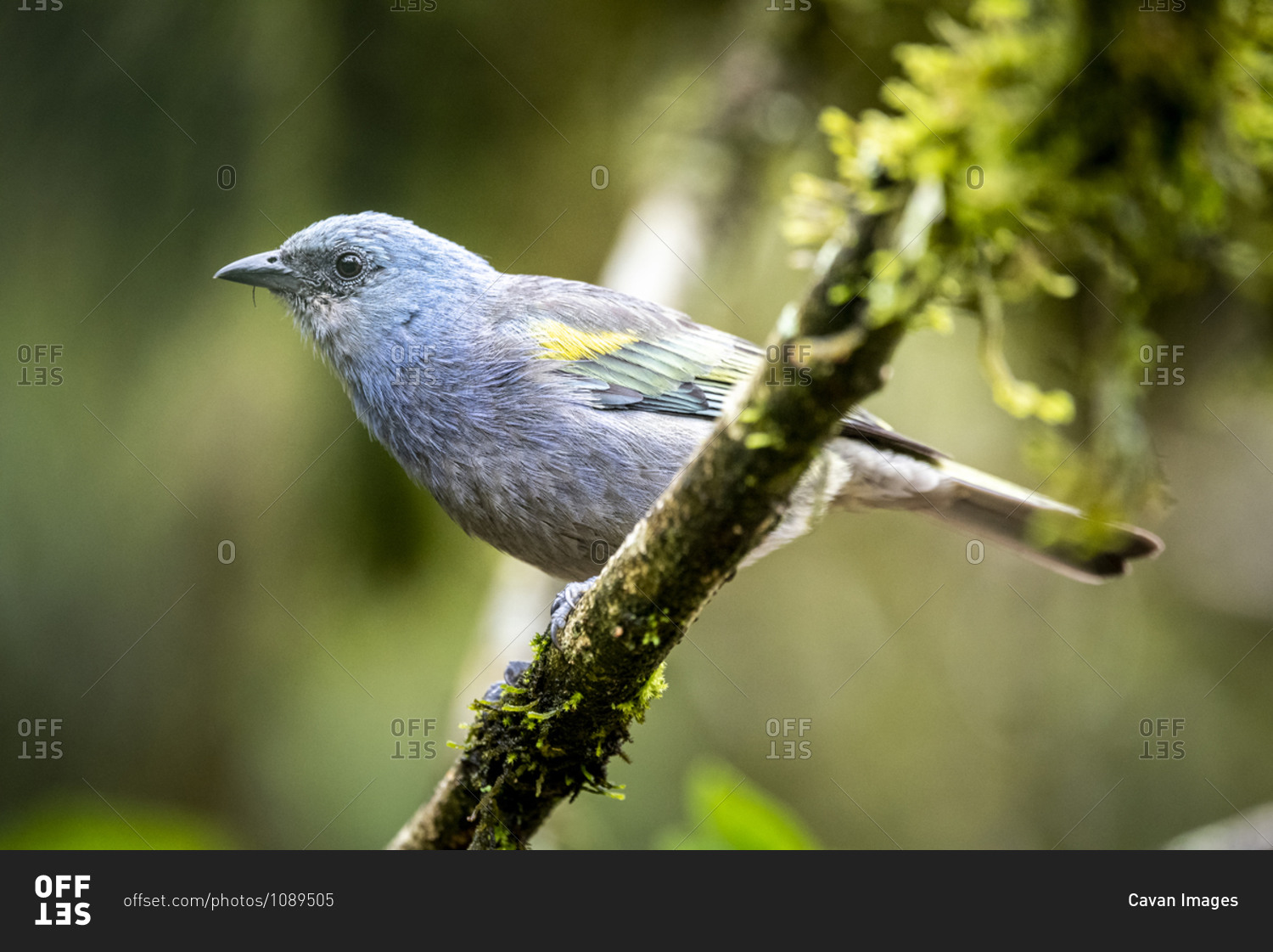 Beautiful colorful tropical bird on tree branch in green rainforest