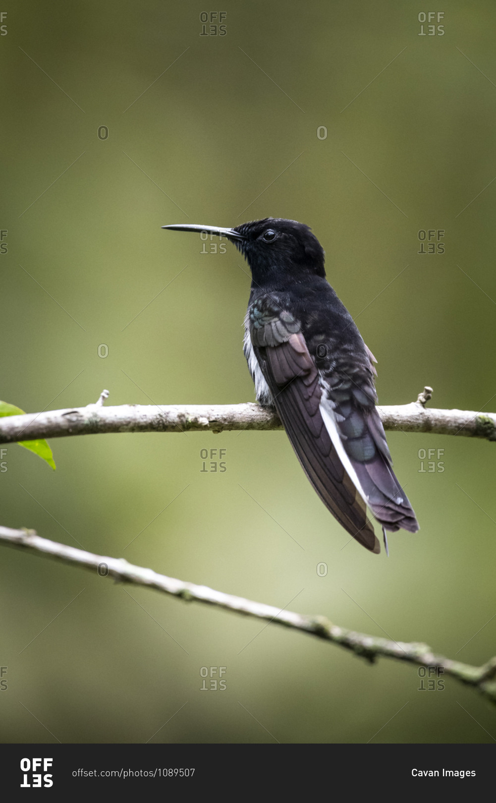 Beautiful black and white tropical hummingbird on tree branch