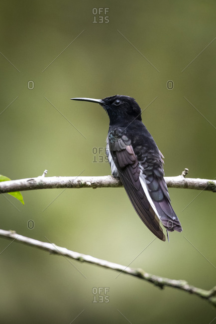 Beautiful black and white tropical hummingbird on tree branch