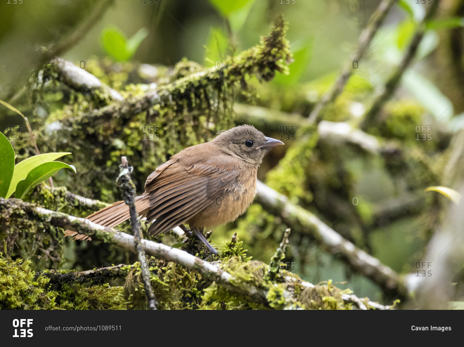 Beautiful brown tropical bird on tree branch in green rainforest
