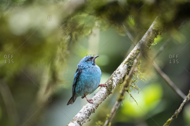 Beautiful blue and black tropical bird on green tree branch