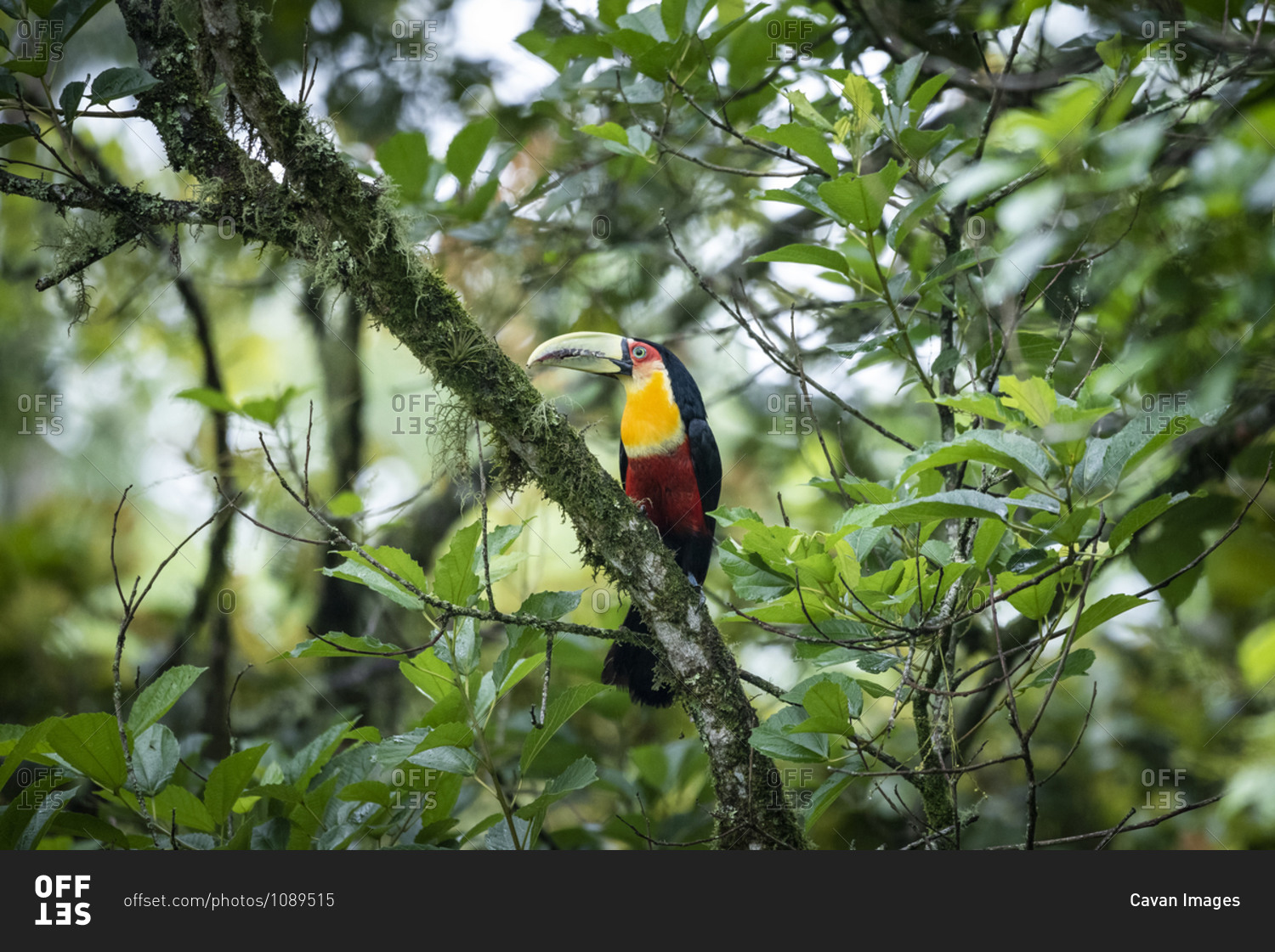 Beautiful colorful tropical toucan on tree branch in green rainforest