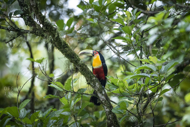 Beautiful colorful tropical toucan on tree branch in green rainforest