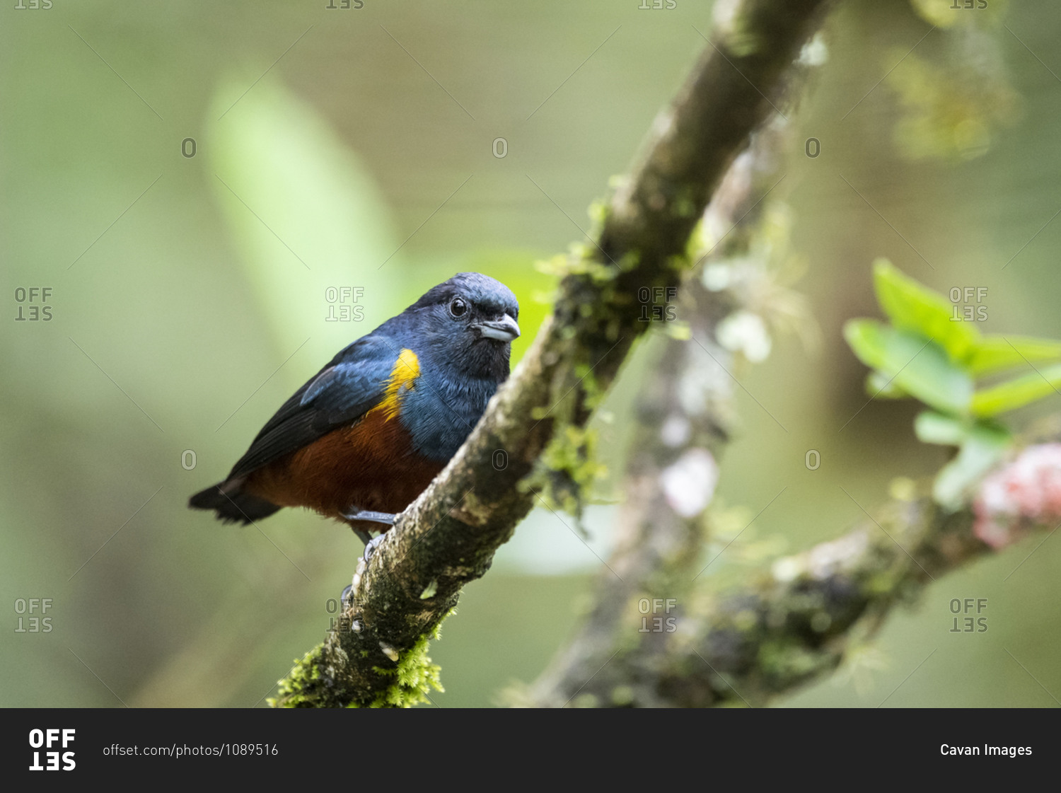 Beautiful colorful tropical bird on tree branch in green rainforest