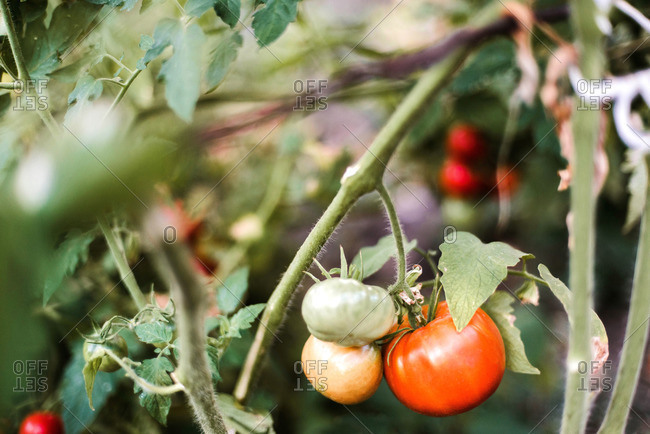 Close-up of  organic tomatoes in garden