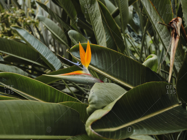 Close up of Bird of paradise flower