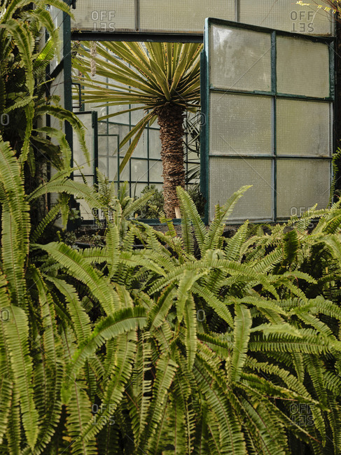 Palm tree through window at Estufa Fria Botanic Gardens