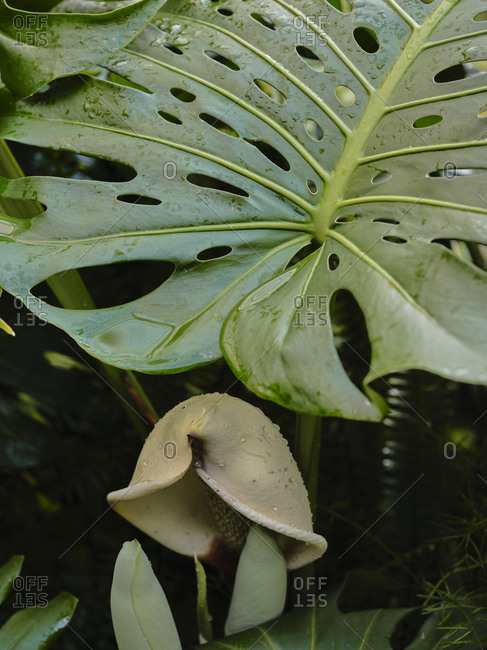 Closeup of Monstera leaf and flower