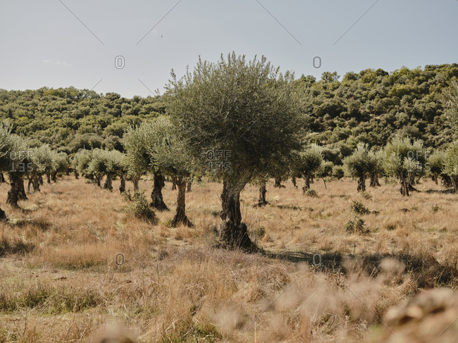 Olive grove in Portuguese countryside