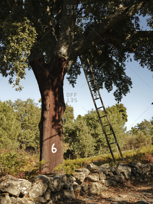 Ladder up against cork tree in Portugal
