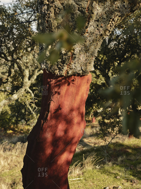 Close up of harvested cork tree in Portugal