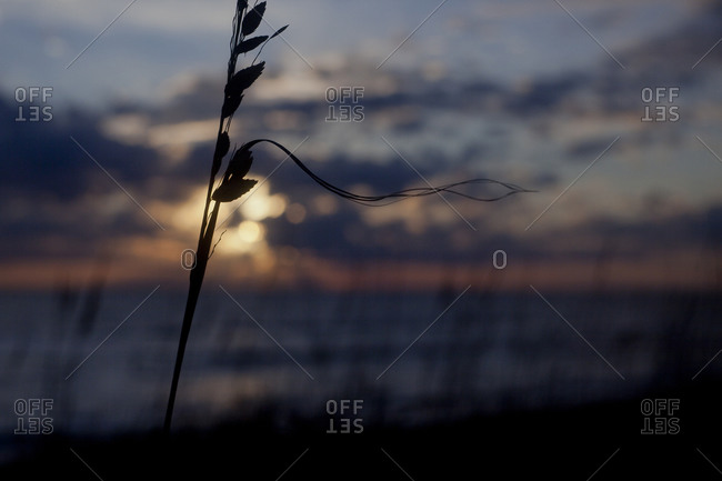 Beach grass in silhouette with sunset in the background