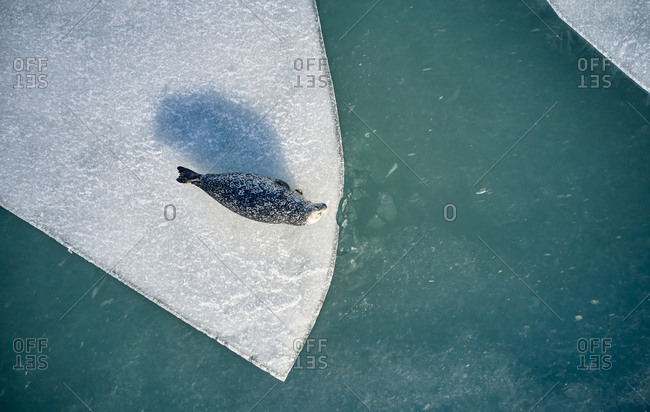 Seal on ice near cold blue water
