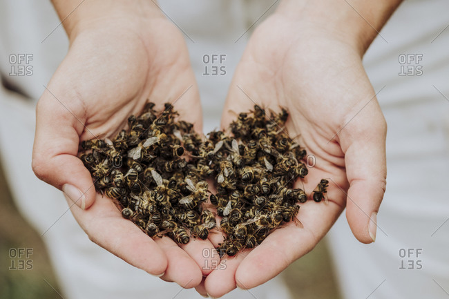 A lot of dead bees in a hands