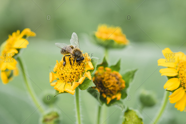 A flowers with a bee and blur background
