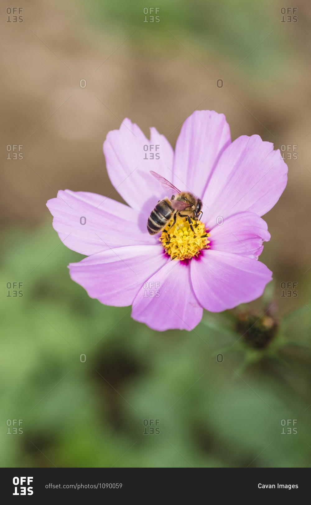 A flower with a bee and blur background