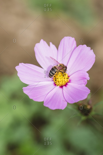 A flower with a bee and blur background