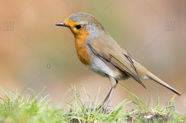 European robin, (Erithacus rubecula), perched in the meadow against an out of focus ocher background. Spain