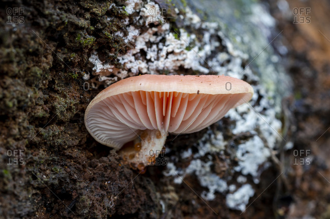 Rhodotus palmatus mushrooms growing on the trunk of a dead tree. Side view. Spain.