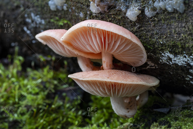 Three Rhodotus palmatus mushrooms growing on the trunk of a dead tree. Spain.