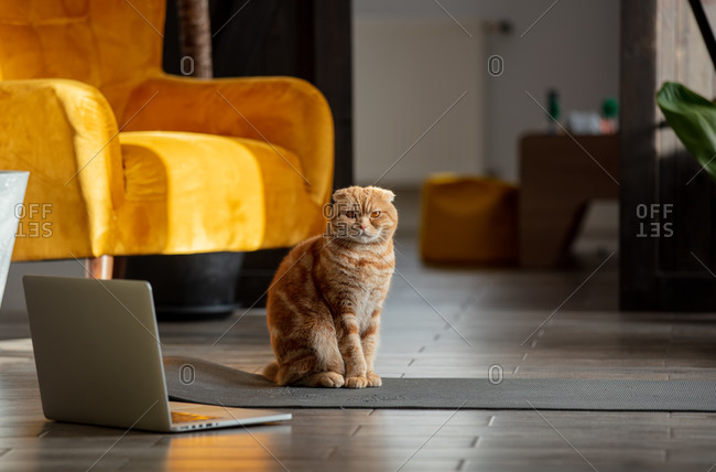Ginger Scottish fold sitting next to laptop and yoga carpet