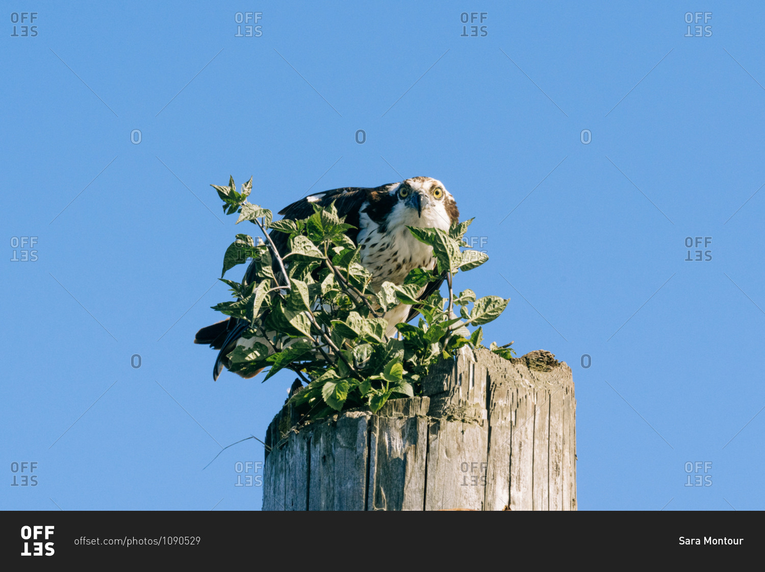 An angry Osprey perched on a wooden post with plants growing out of it in front of blue sky, Everett, Washington