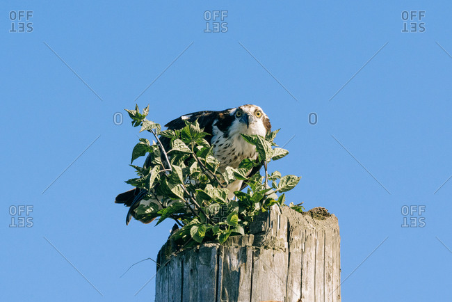 An angry Osprey perched on a wooden post with plants growing out of it in front of blue sky, Everett, Washington