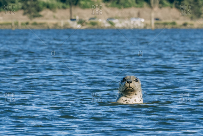 A common seal swimming in the water near Jetty Island, Everett, Washington