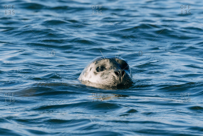 Close up of a harbor seal swimming in the water near Jetty Island, Everett, Washington