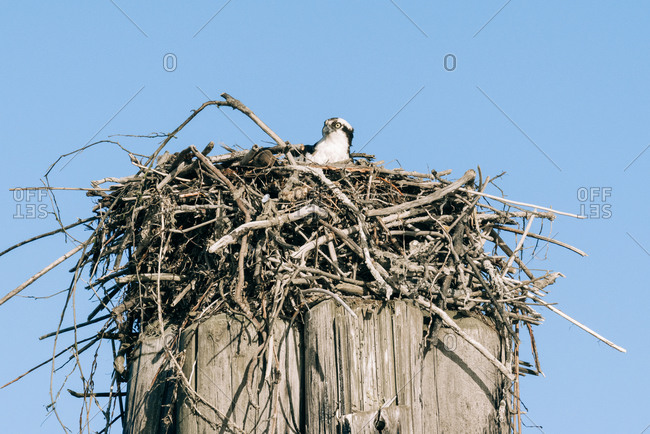 Osprey in a large nest on a wooden post in front of blue sky, Everett, Washington