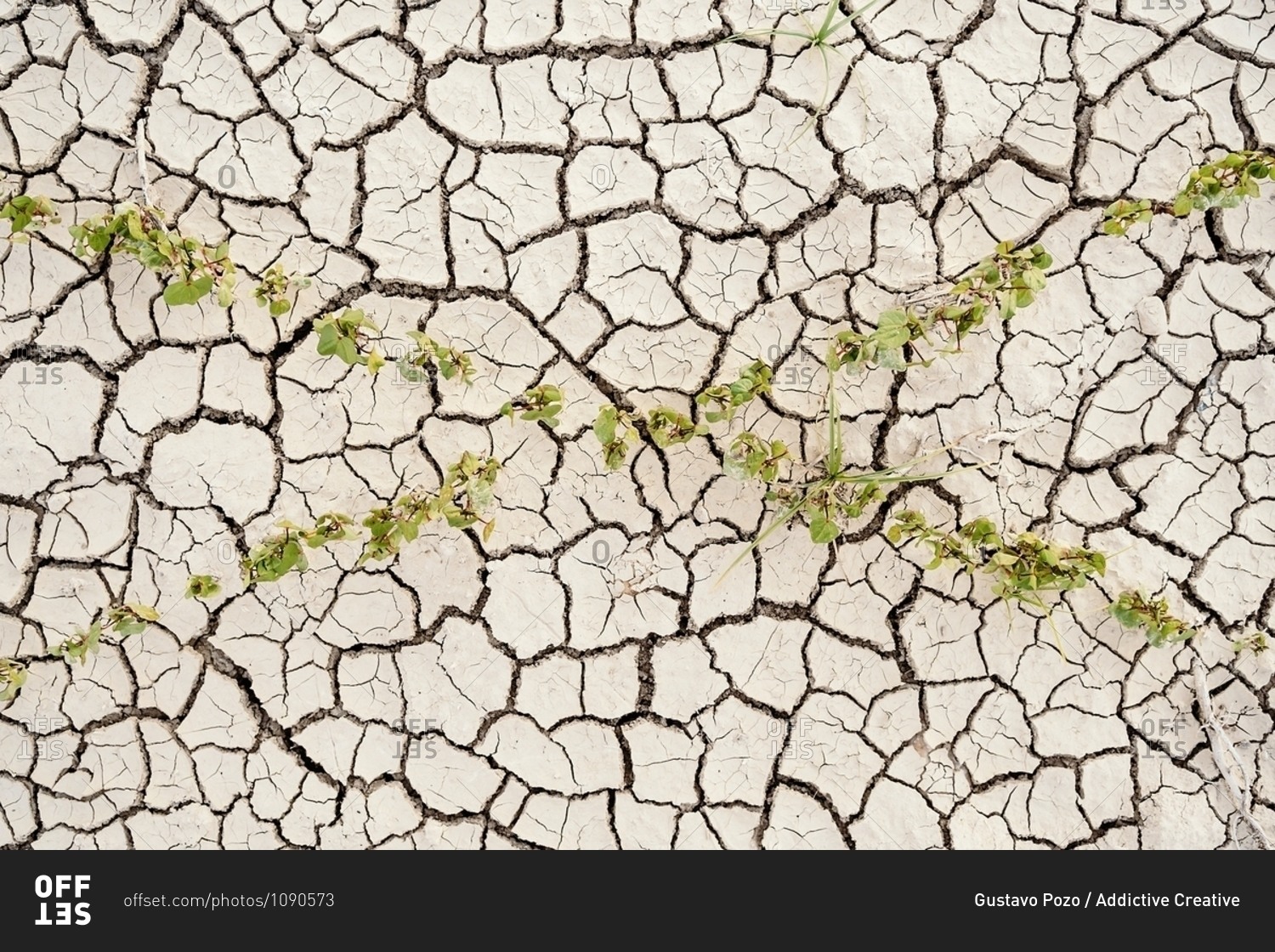 Rows of green seedlings growing in dried cracked waterless soil in agricultural field during drought