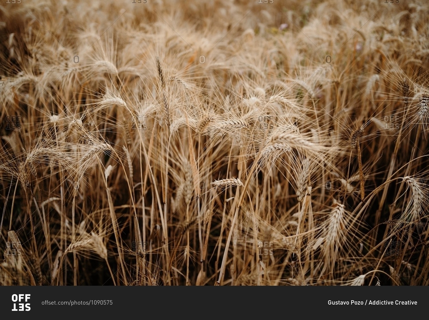 Dry wheat spikes growing in agricultural field during drought caused by global warming