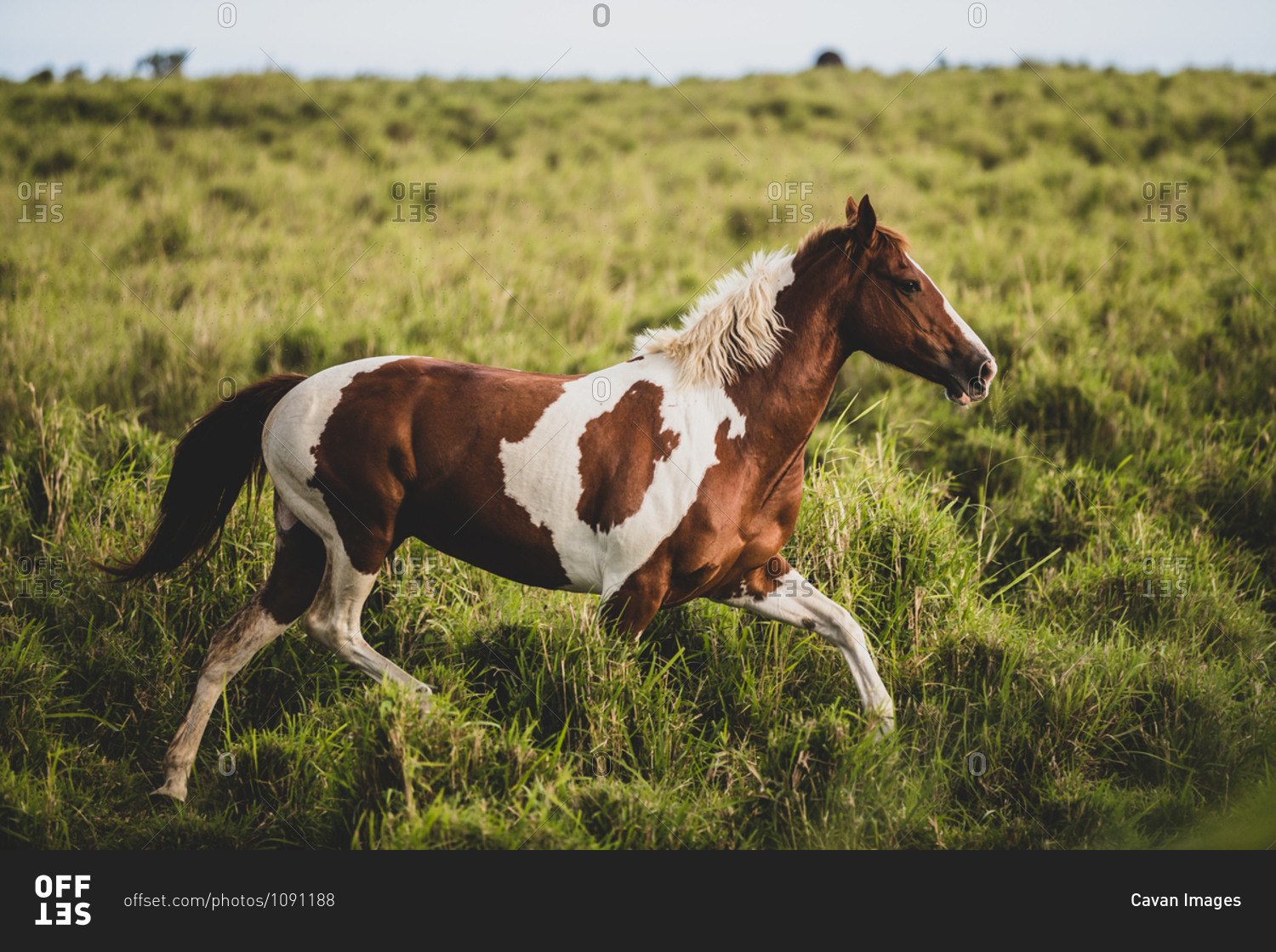 horse running in field