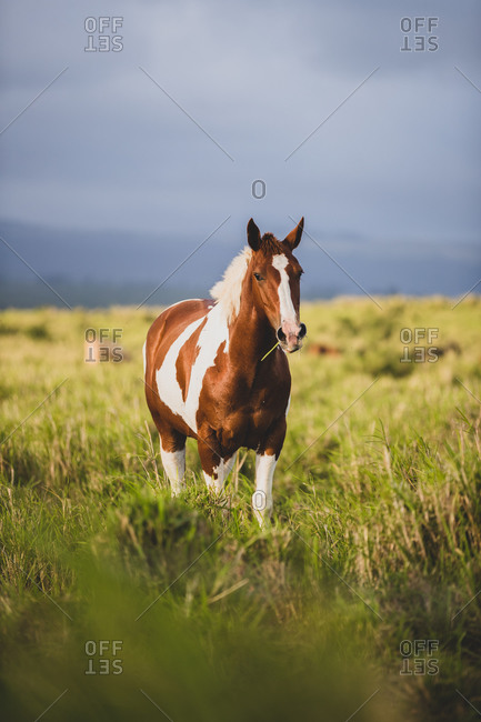 Brown and white horse eats grass from a field on stormy day