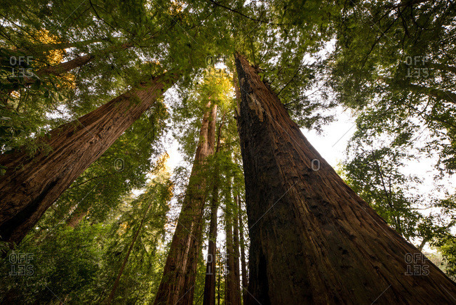 Wide angle looking up of california redwood forest
