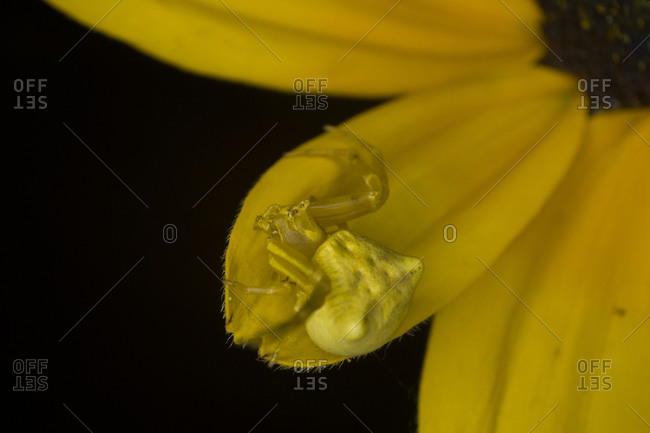 Crab spider on a yellow daisy flower aster, extreme macro, nature