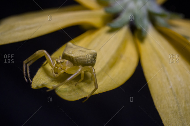 Yellow crab spider on the edge of a flower petal of  the same color