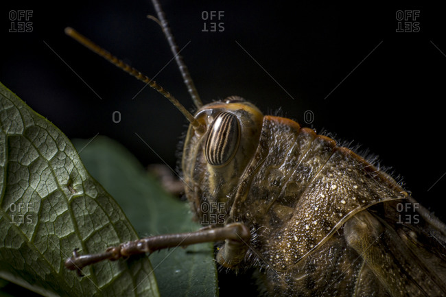 Egyptian locust grasshopper on a leaf, extreme macro