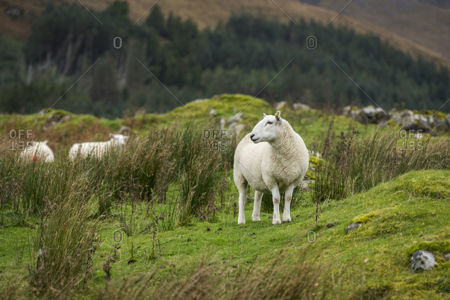 Sheep by plants on field, isle of skye, scotland, uk