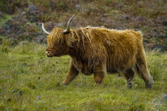 Highland cattle on grassy field, isle of skye, scotland, uk