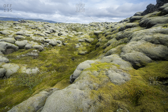 View of moss covered lava field, south iceland