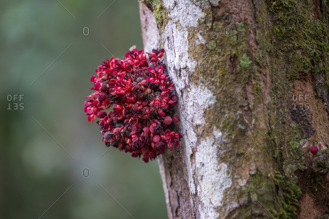 Close-up of red flowers on tree trunk in rainforest, tambopata nature reserve, puerto maldonado, madre de dios, peru