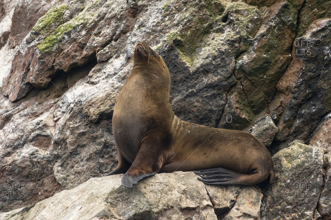 South american sea lion on rock at ballestas islands, paracas, peru