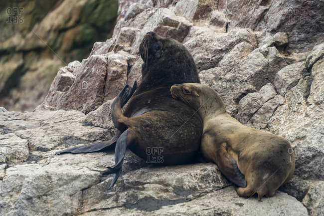 South american sea lions on rock at ballestas islands, paracas, peru
