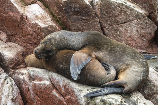 South american sea lions sleeping on rock at ballestas islands, paracas, peru